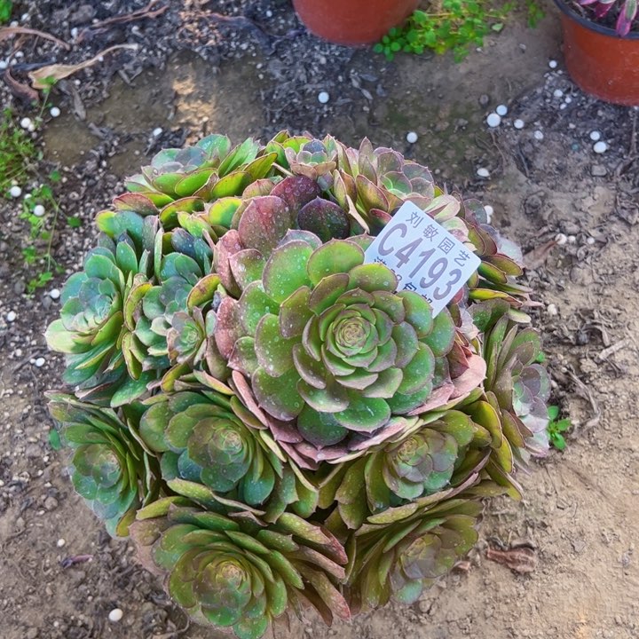 红心沙拉碗多肉植物法师4193