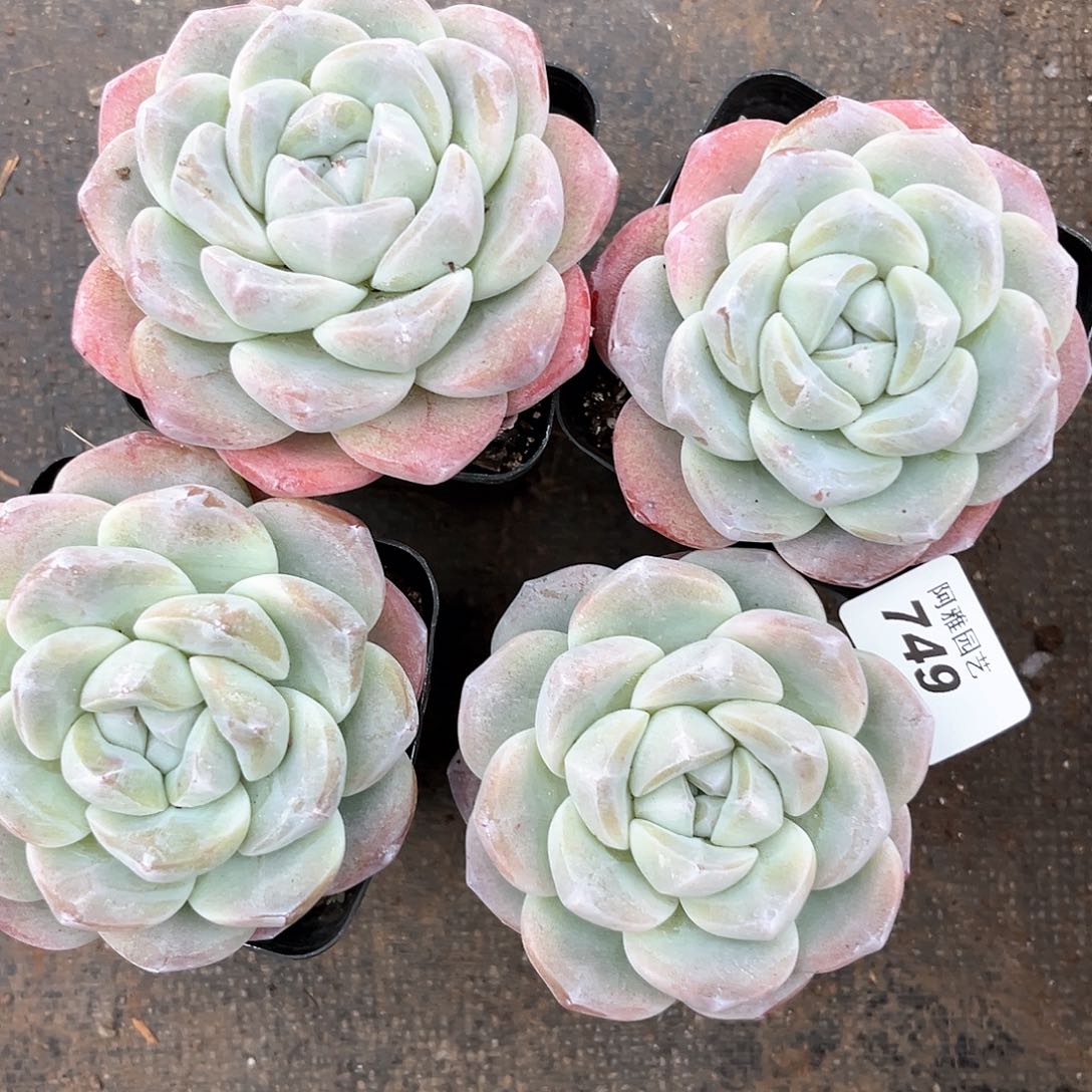 阿雅园艺。       749