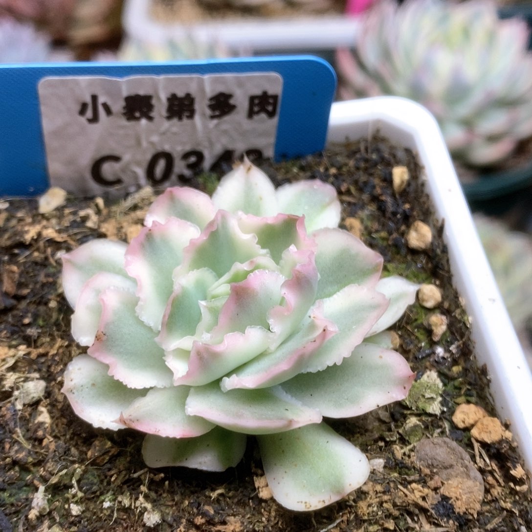 342紫蝴蝶锦锦锦锦锦锦