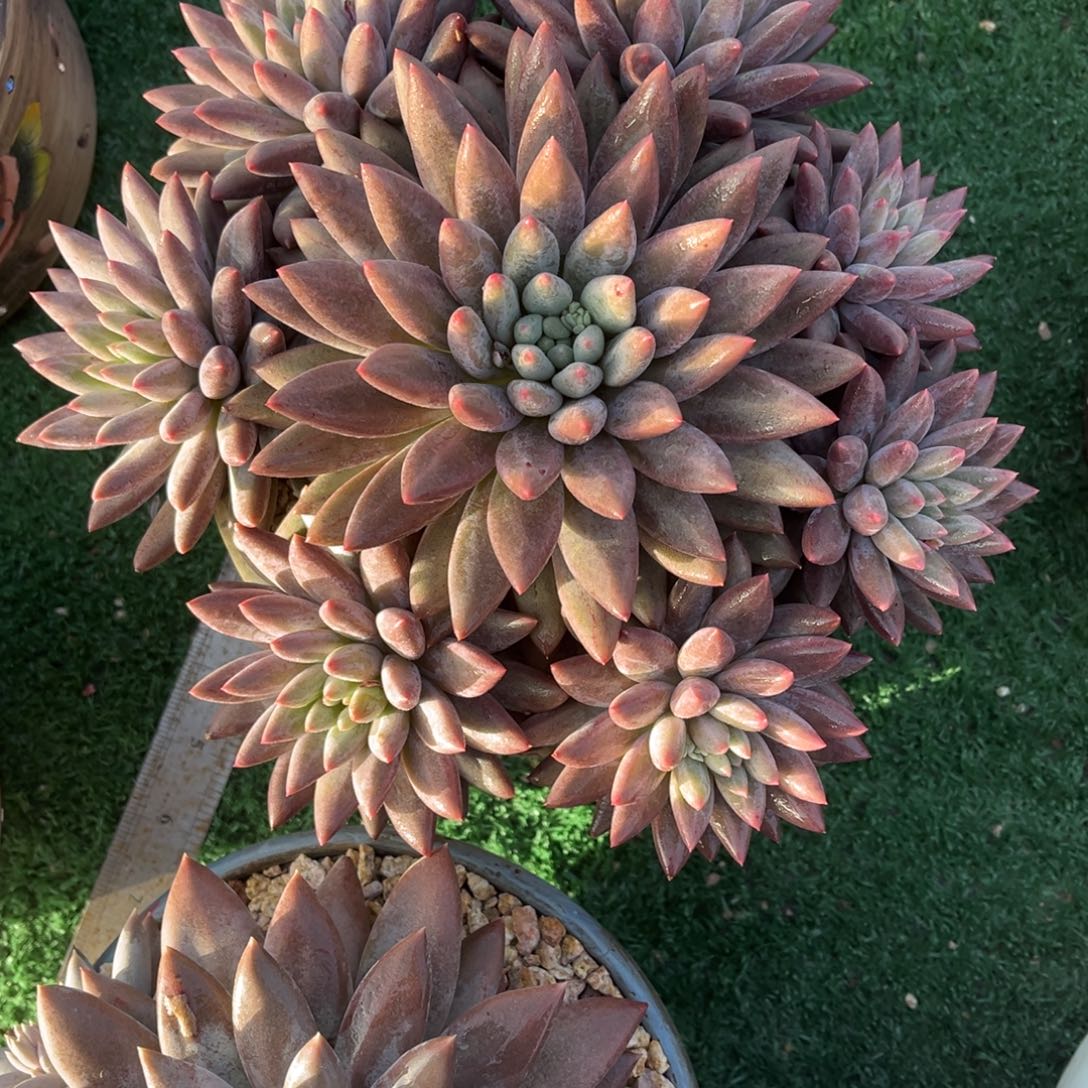 水晶球杂一物一拍