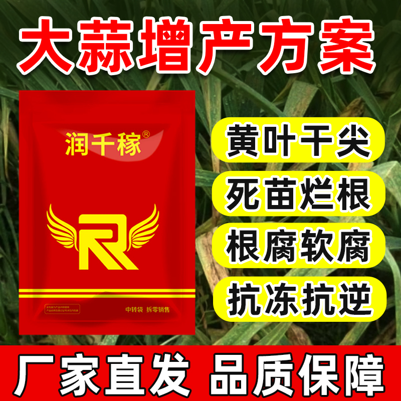大蒜增产方案根苗旺黄叶干尖死苗烂根抗逆抗冻厂家直发