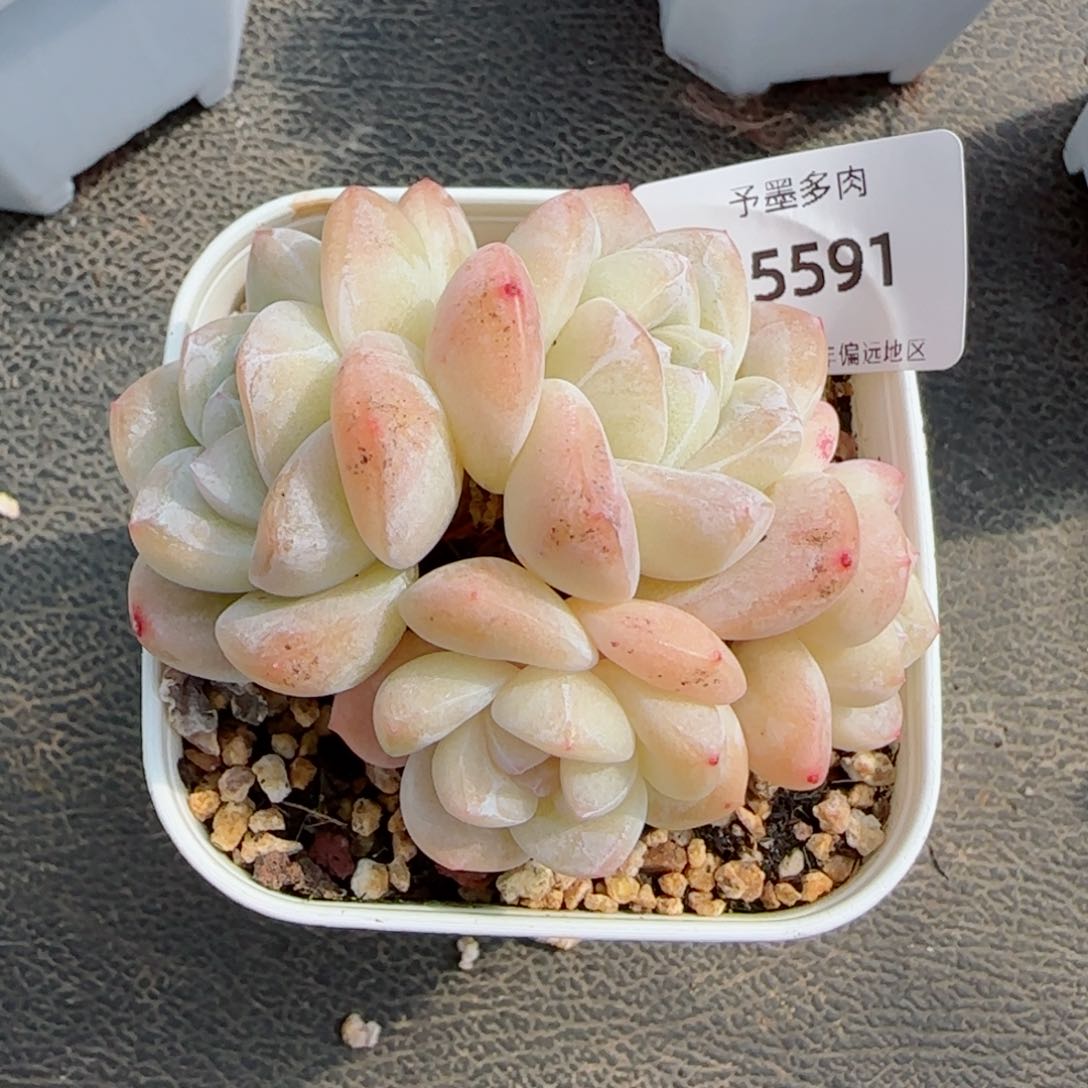 冰玉无砍，5591多肉植物
