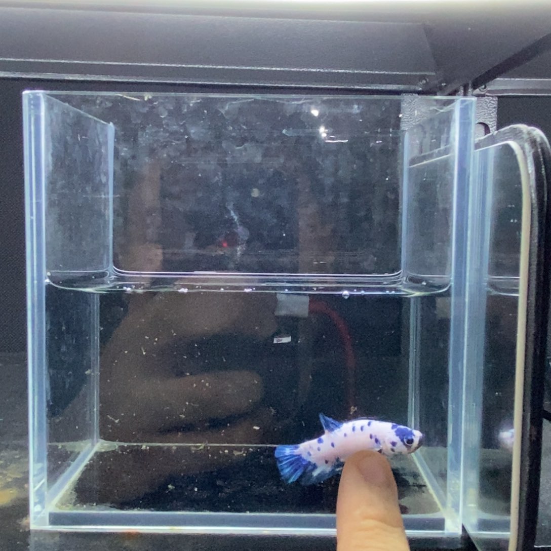 斗鱼包活不包损所见即所得036