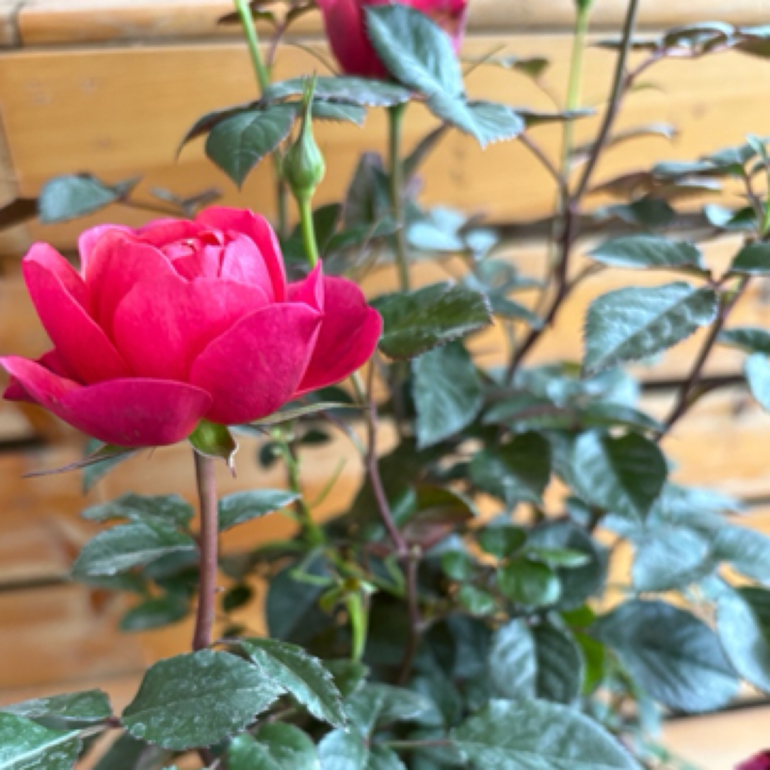 月季花（绿植盆栽）