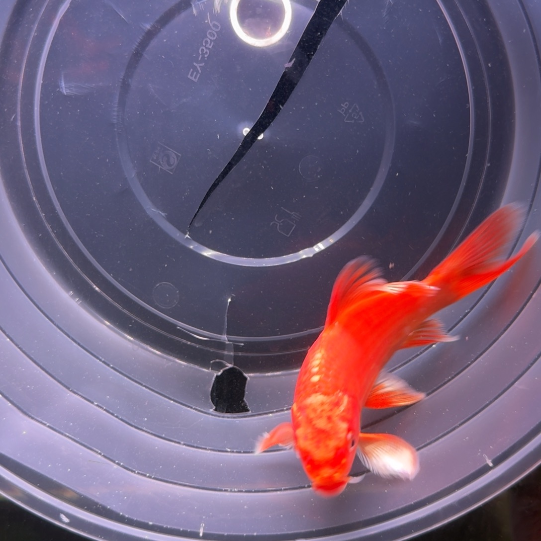 中国大陆红色蝴蝶鲤