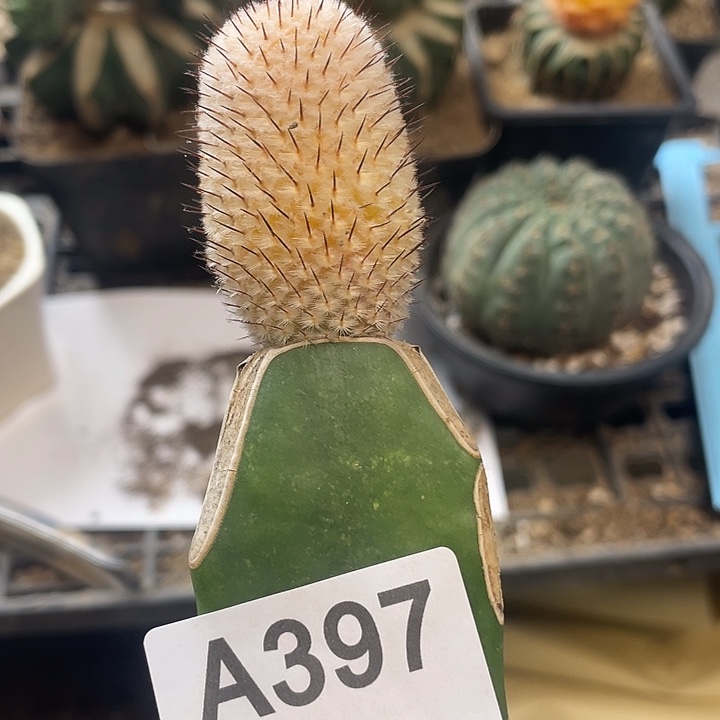 仙人球直刺佩勒397号