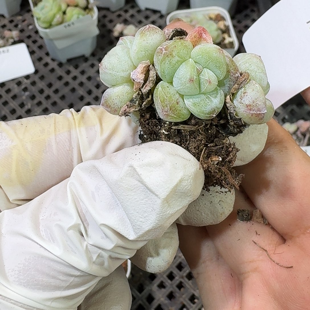 165 号到手1框～一物一拍