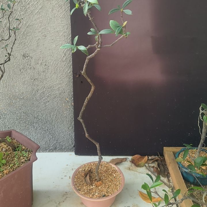 曲***乔无花朵海岛春花   