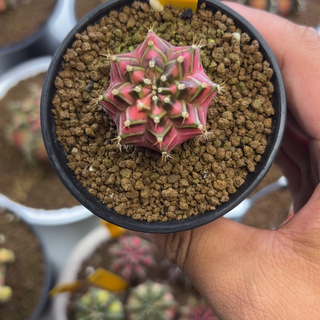 321-1231泰国发货多肉