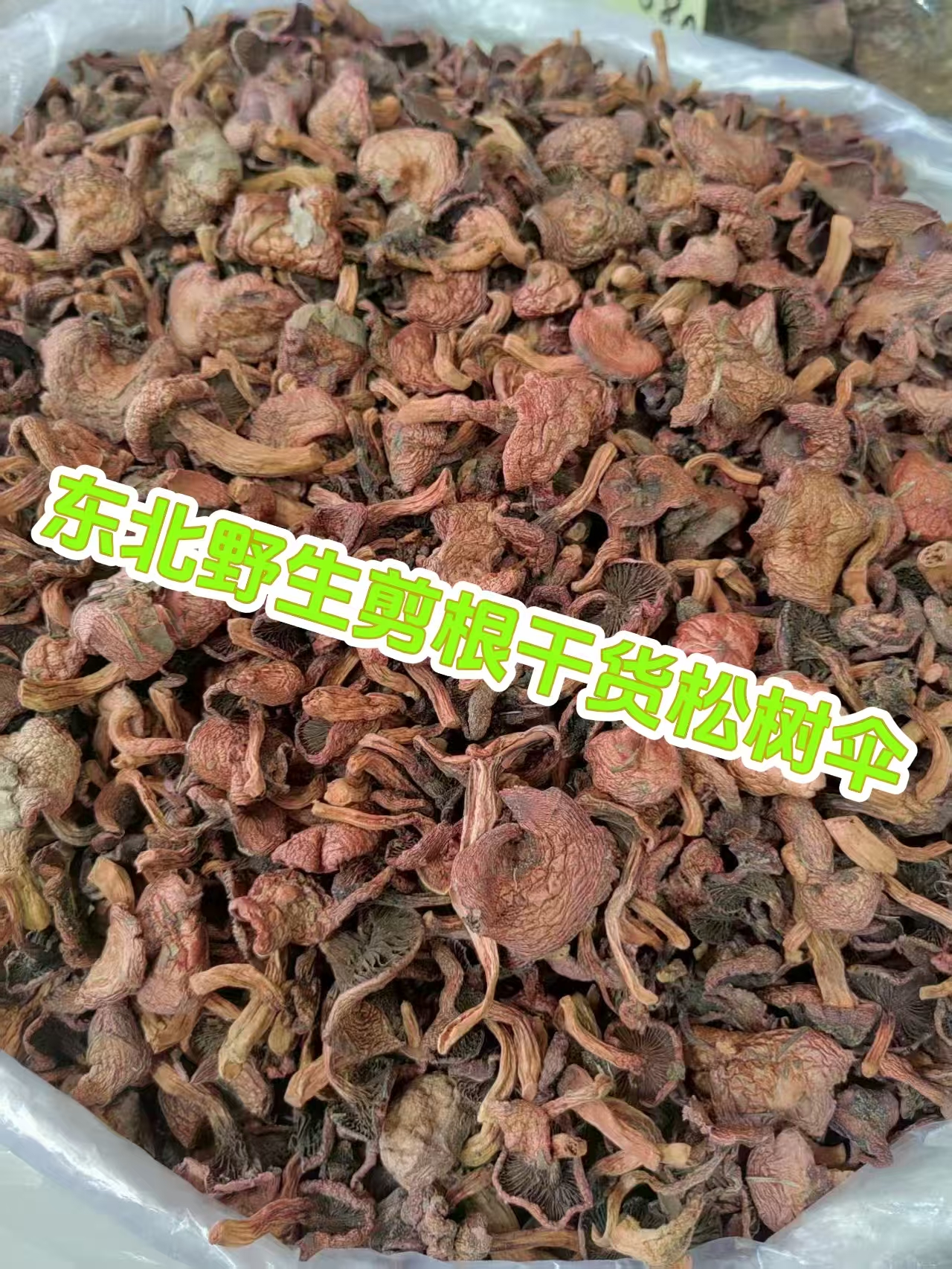 东北野生干货新货剪根开伞松树伞红蘑肉蘑鸡血蘑