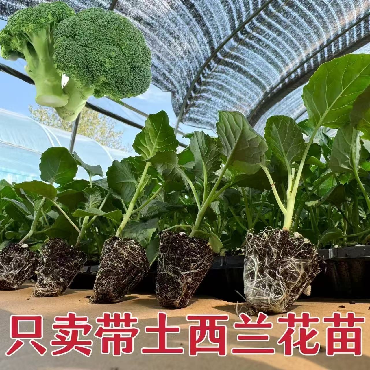 西蓝花苗四季带土盆栽适合全国种植带土发货棵棵带土根系发达