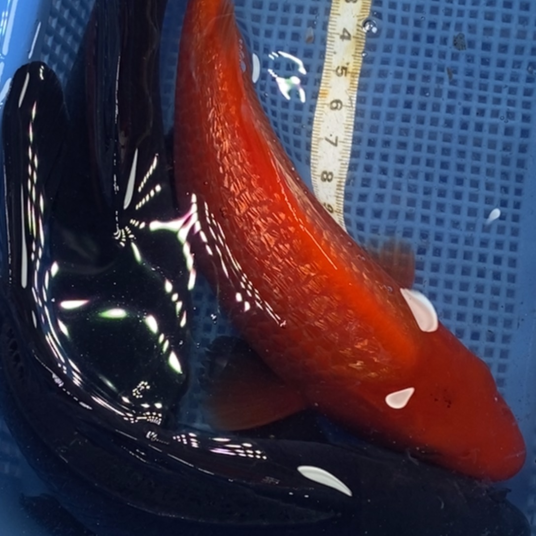 锦鲤冷水锦鲤包邮