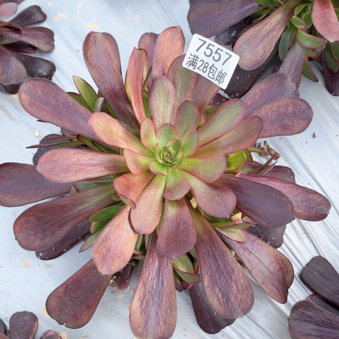 M. 7557凤冠多肉
