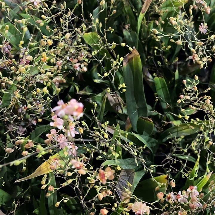 全部花苞黄叶粉色梦香兰