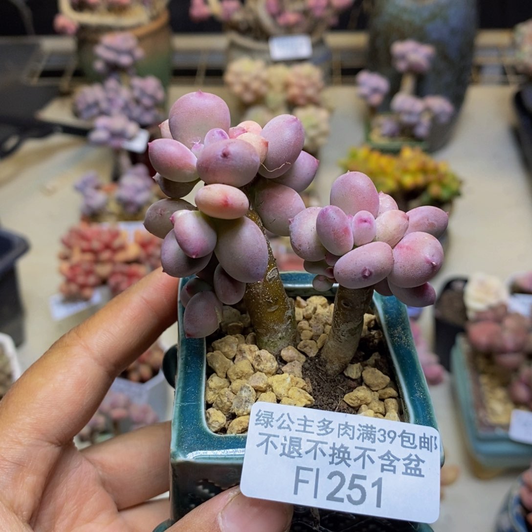 251苹果奶四代多肉5c m