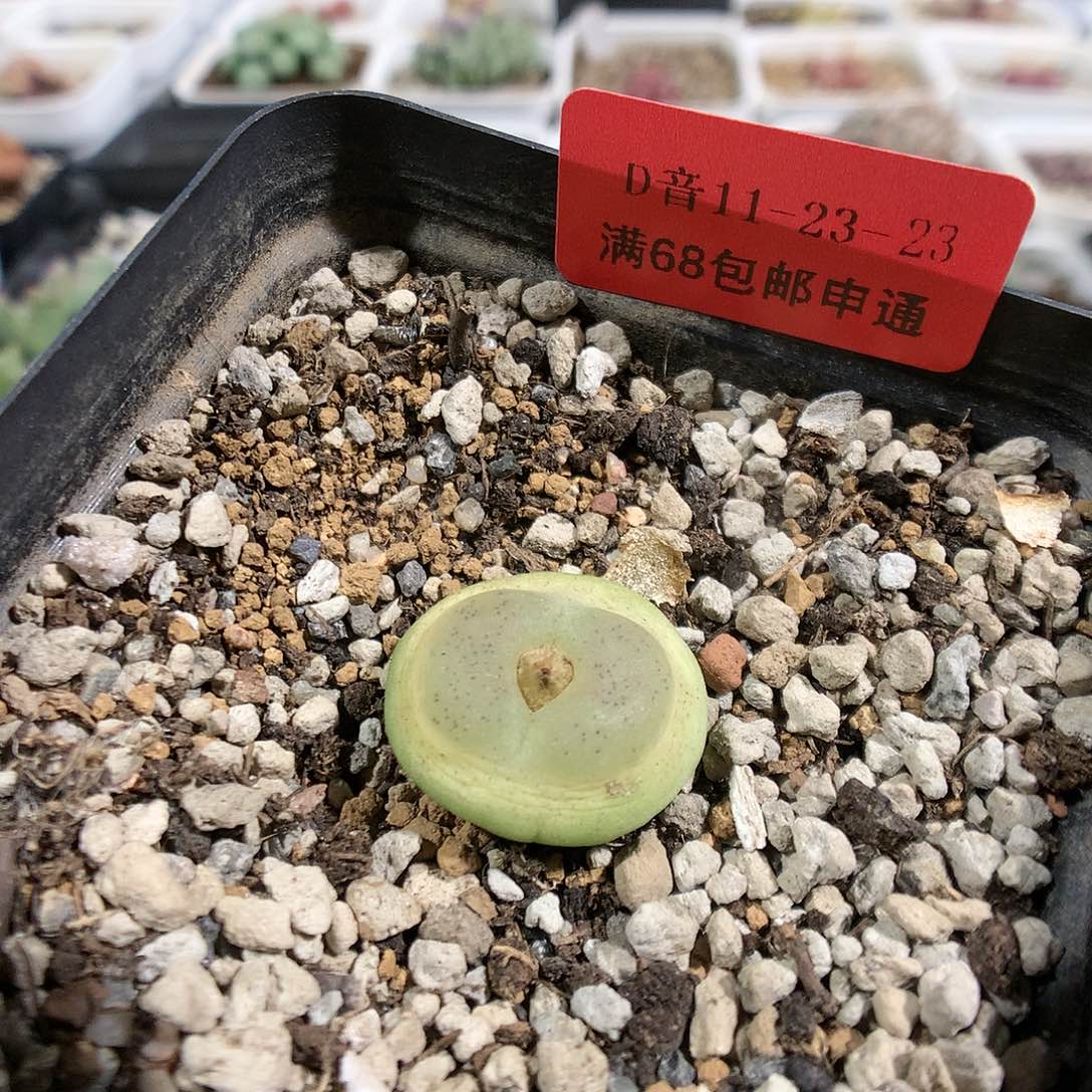 11-23-23      花脸拉登1颗