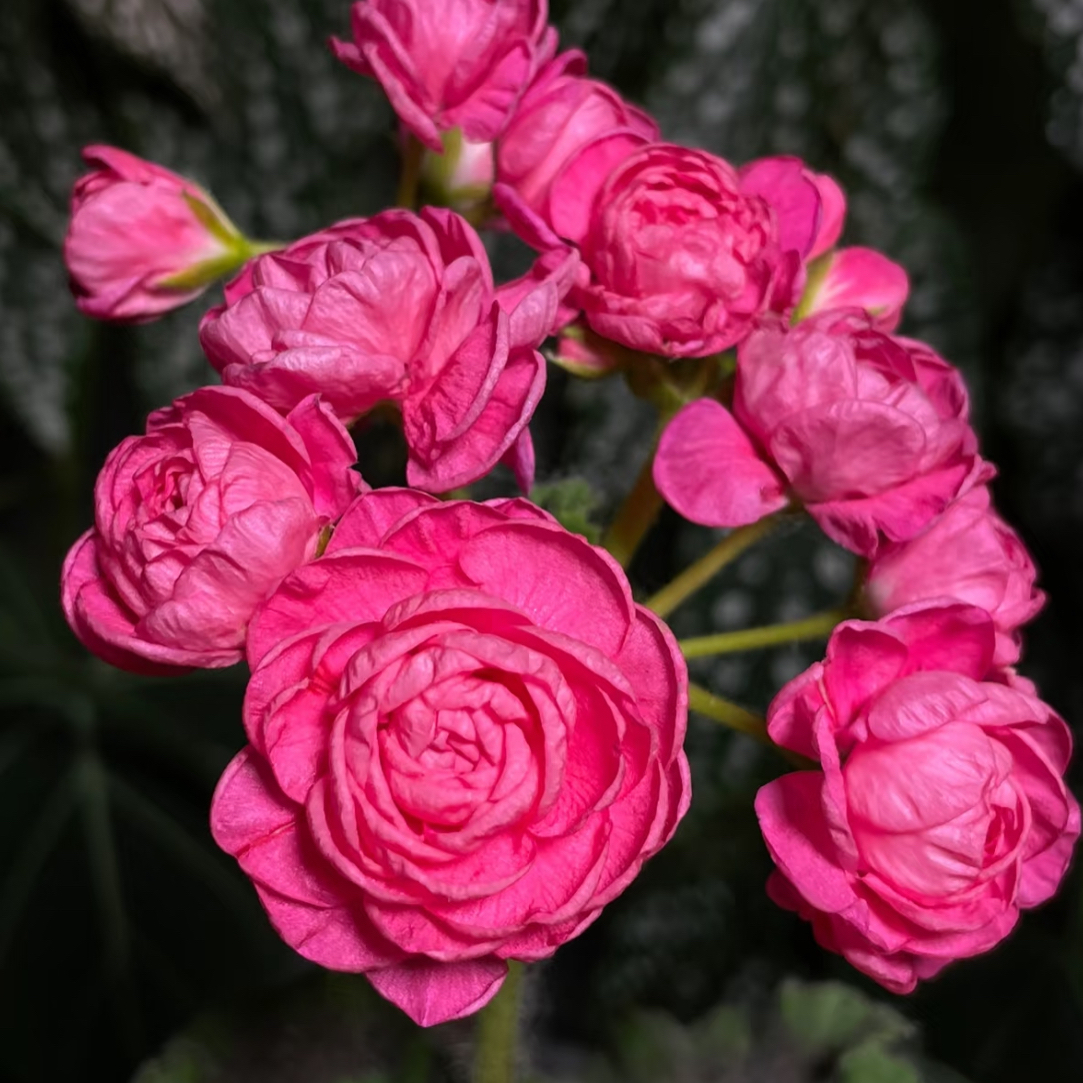 《妲己》带花苞重瓣天竺葵