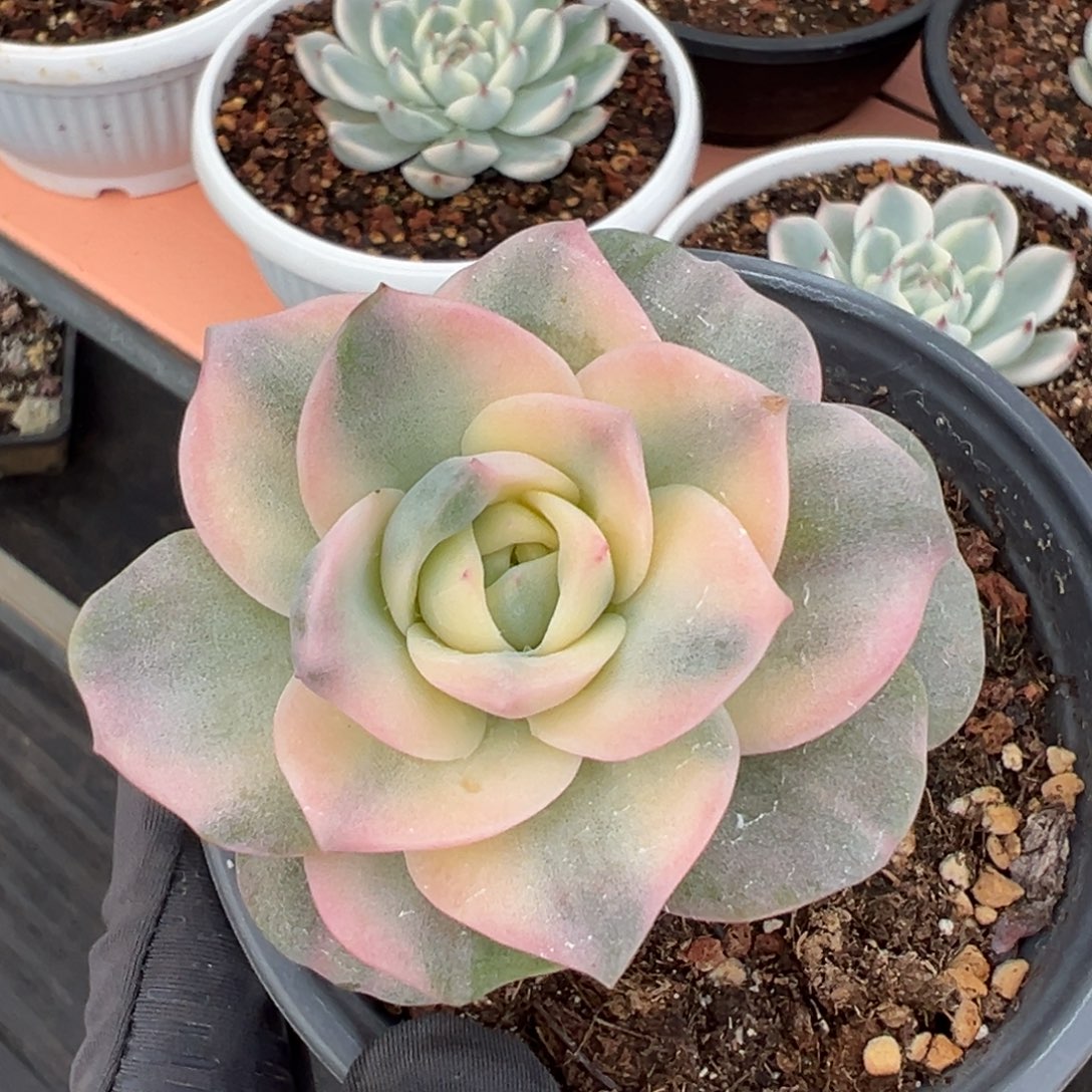 可爱玫瑰锦，彩锦多肉