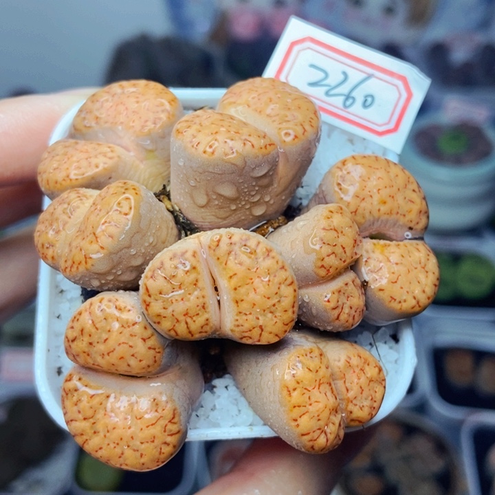 樱桃爱妃们的美肉