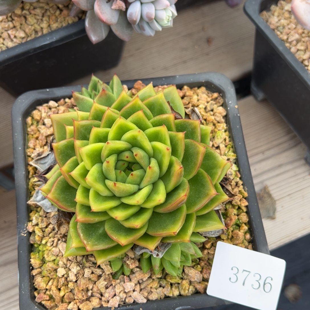 七*丶3736肉肉肉肉肉肉