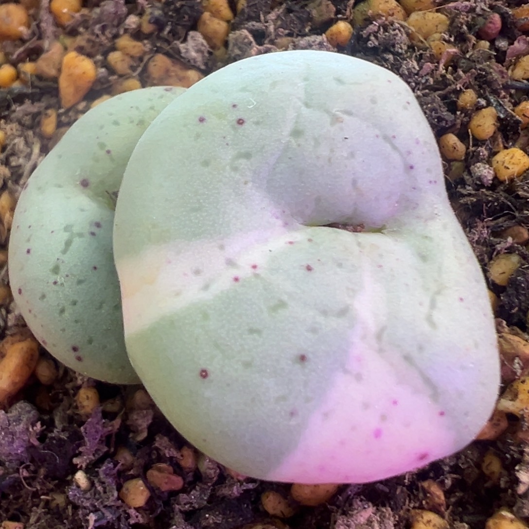 阿尔卑斯薄荷糖饼锦 肉锥植物