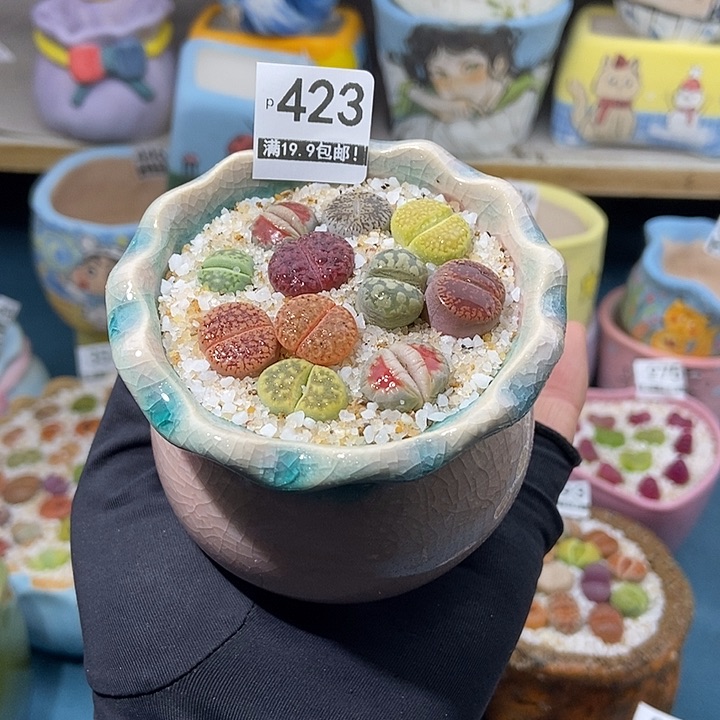 大舅生石花肉锥多肉 423