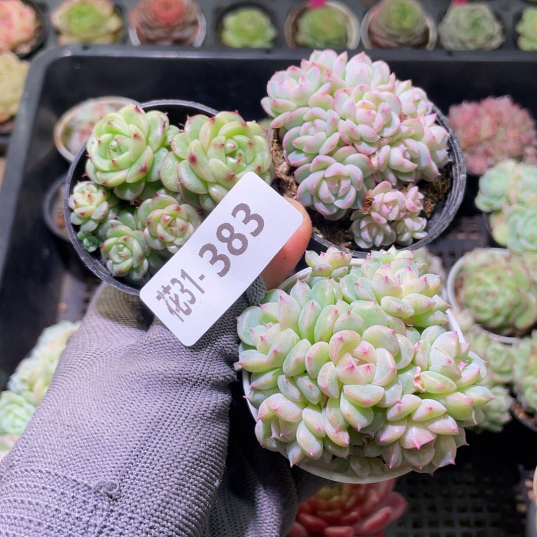 花利美31-383珍妮3颗