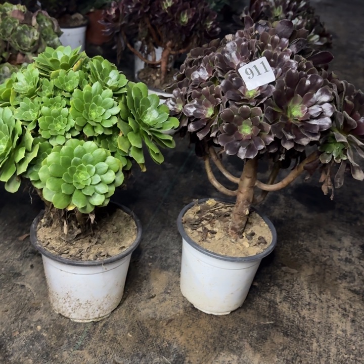 911欧紫➕绿杨蓉包邮。         