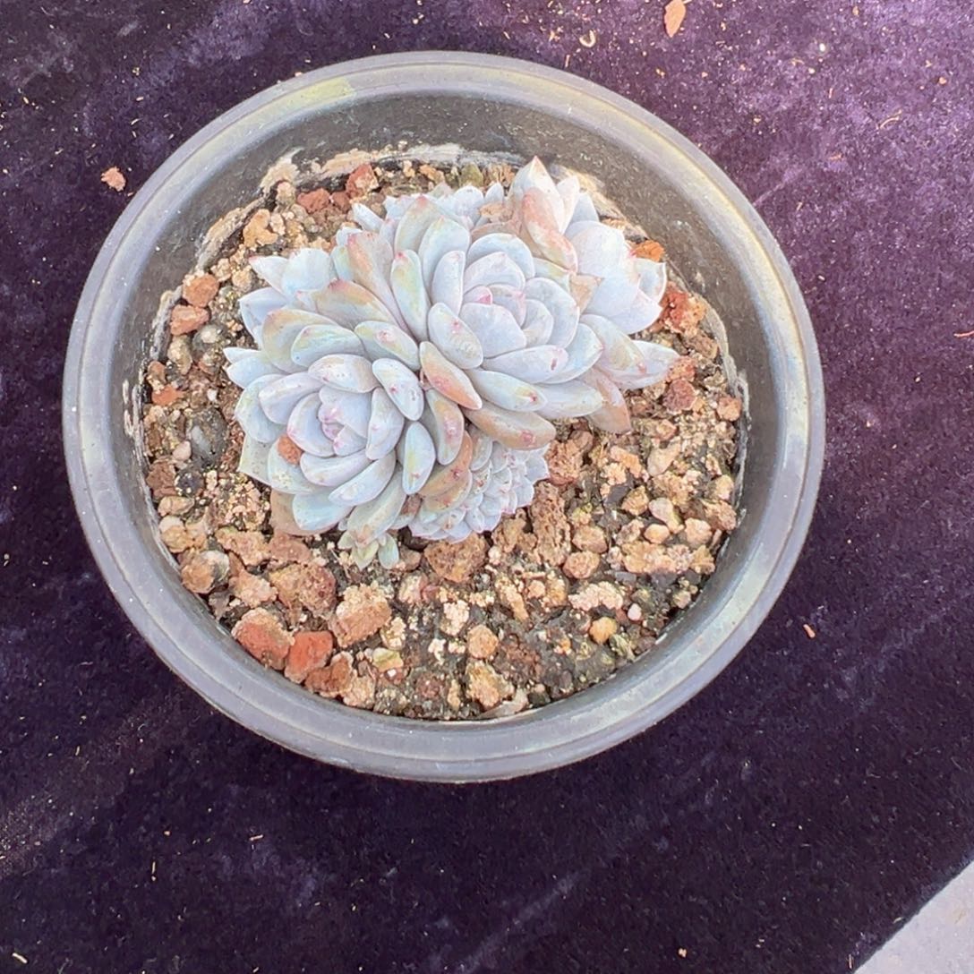 新年快乐 新年快乐