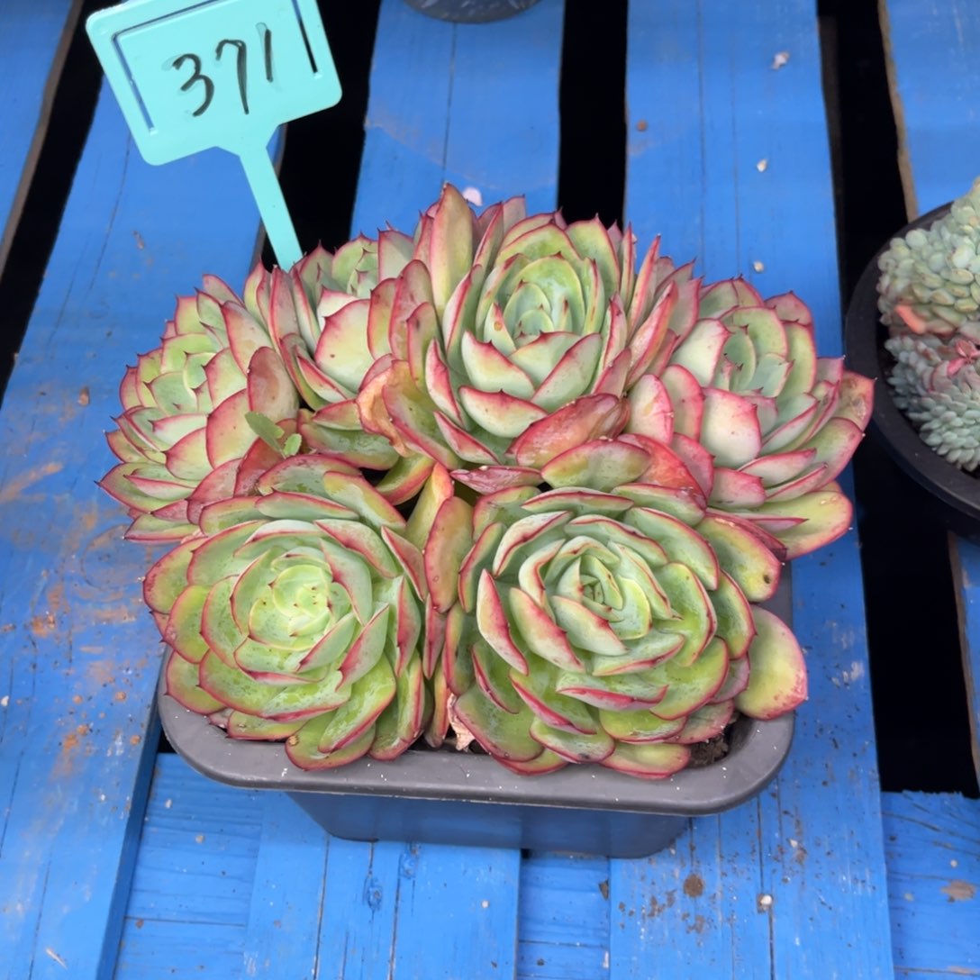 小雨多头牡丹亭群