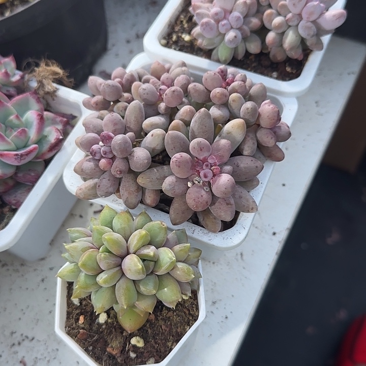 青蛙王子儿童牙膏11