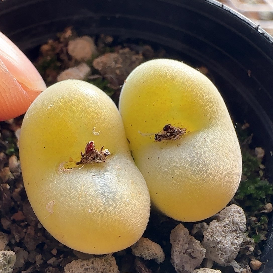 我****实脱土发货哦25225