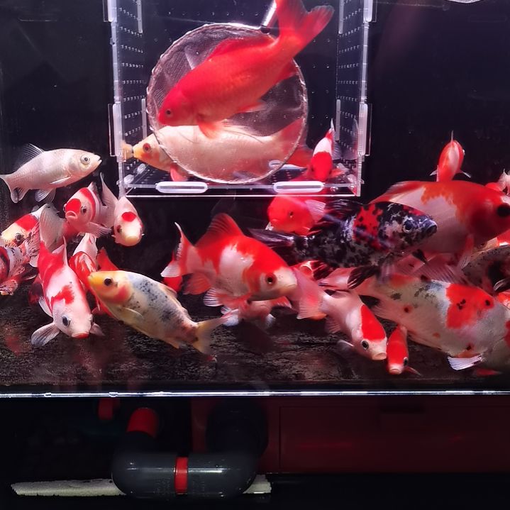 海水鱼草金鸡血红十二公分