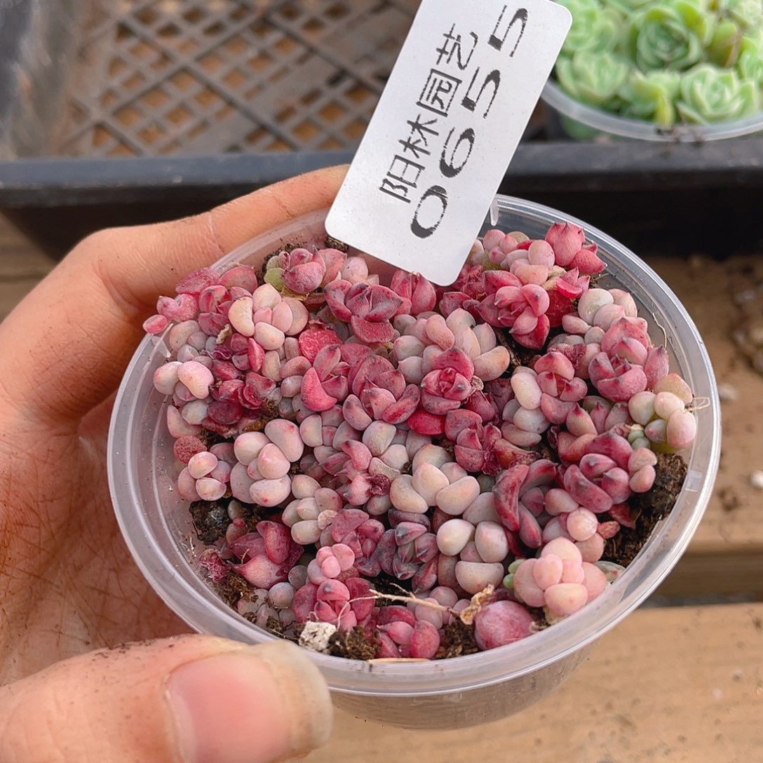 多肉植物多肉植物655