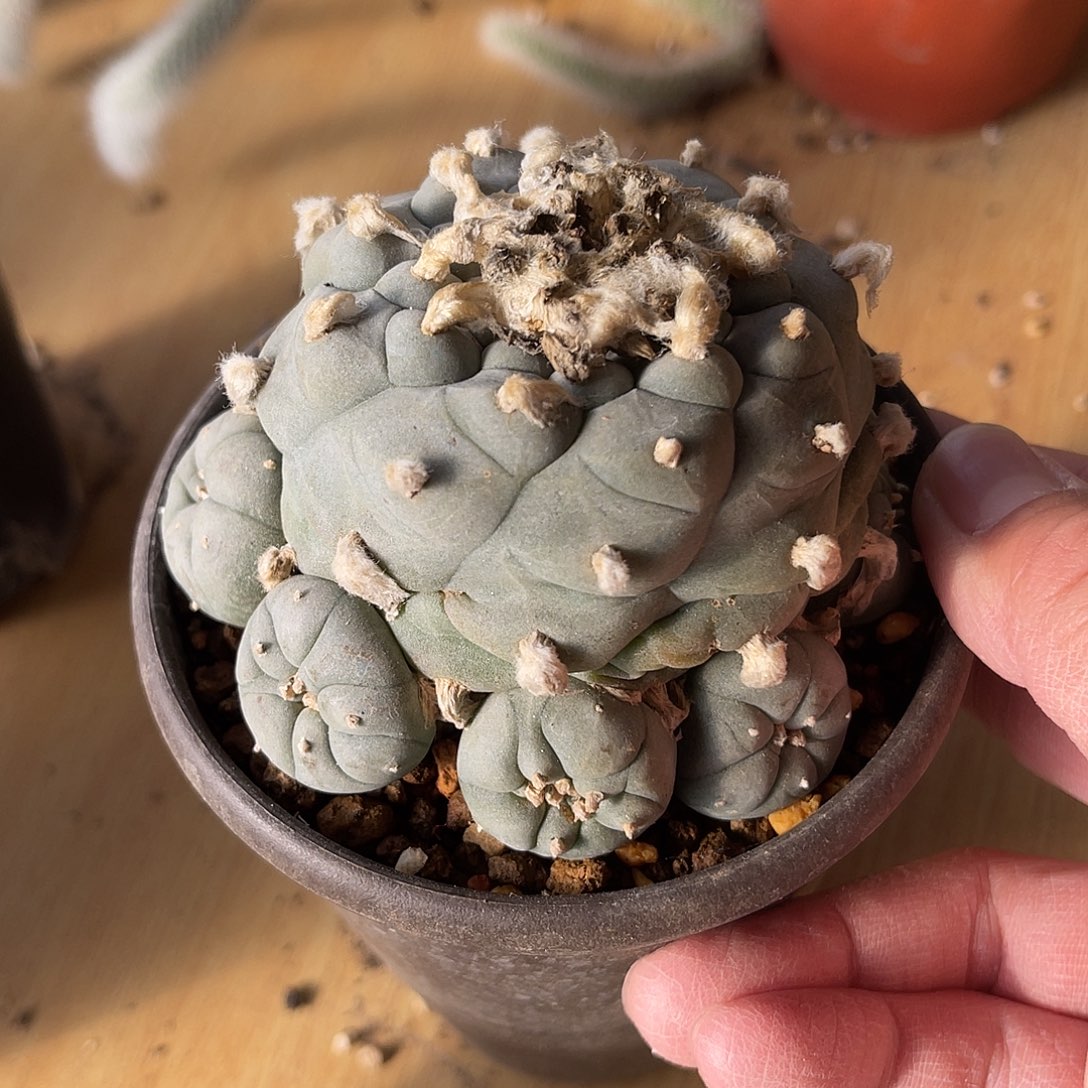 日系大尤鱼群一物一拍