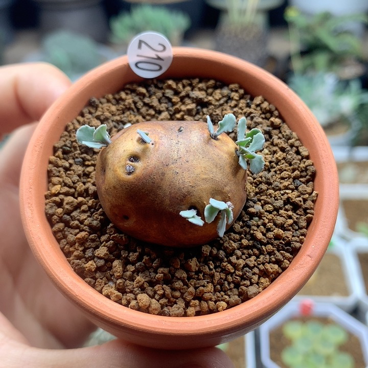 产地格加厚敦菊带盆