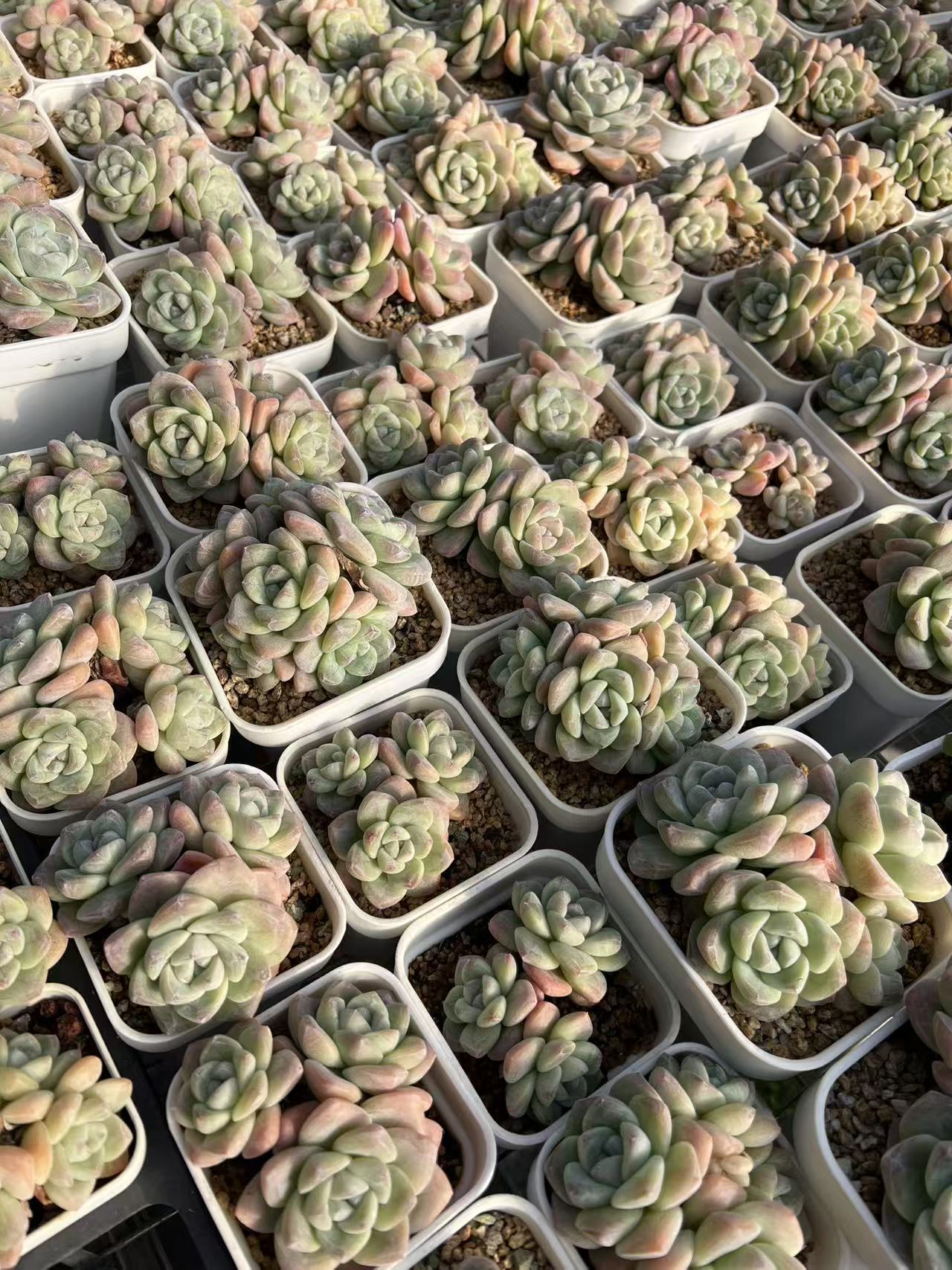 睛朗多肉 直接2号链接