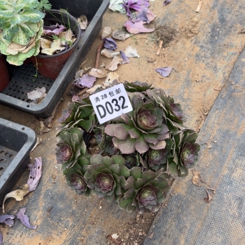 032万圣节不包断枝