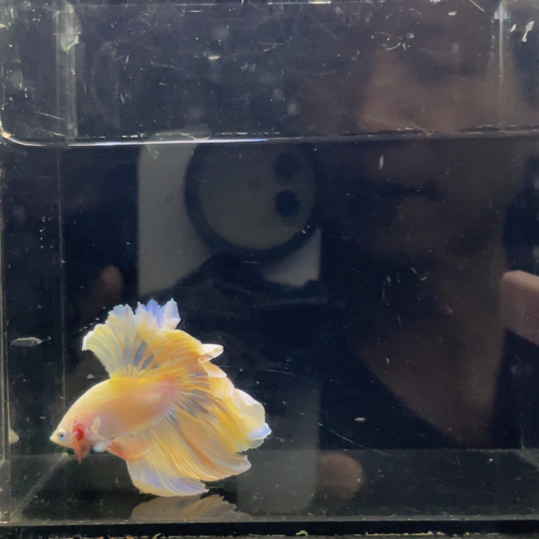 斗鱼哈哈试试还是466