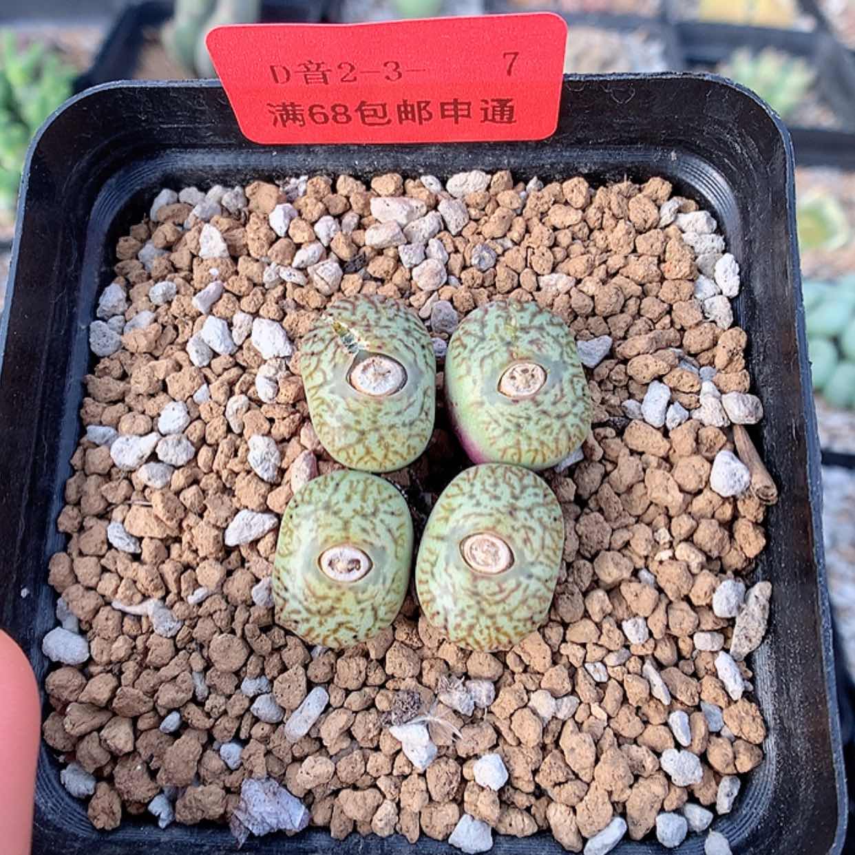 【闪购商品】2-3-7 密纹安贞一群 20