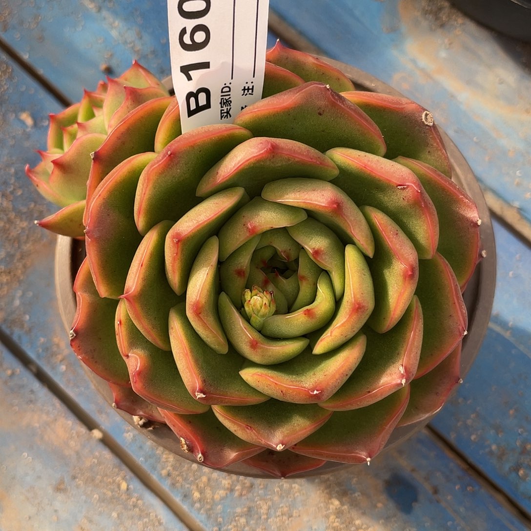 若如东云单拍B160