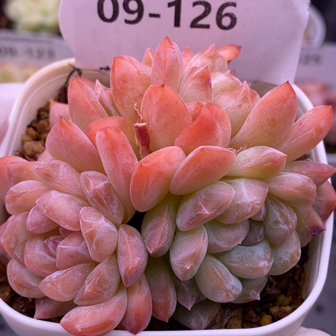 【闪购商品】09-126