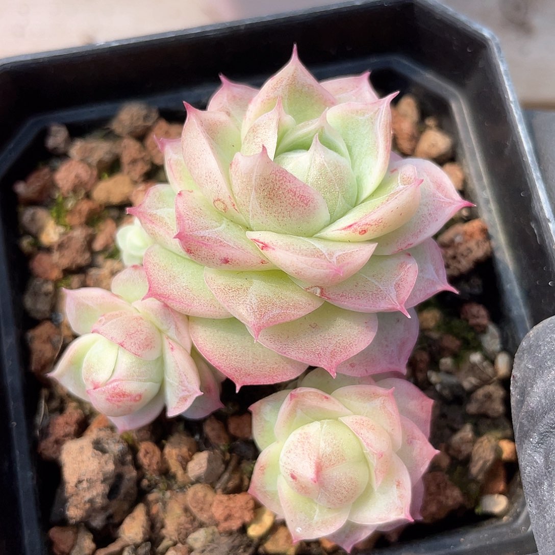 优选女王福利876