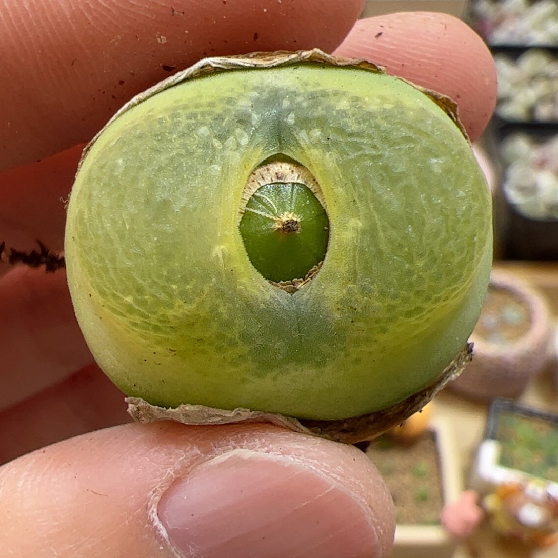 【闪购商品】255 o泡