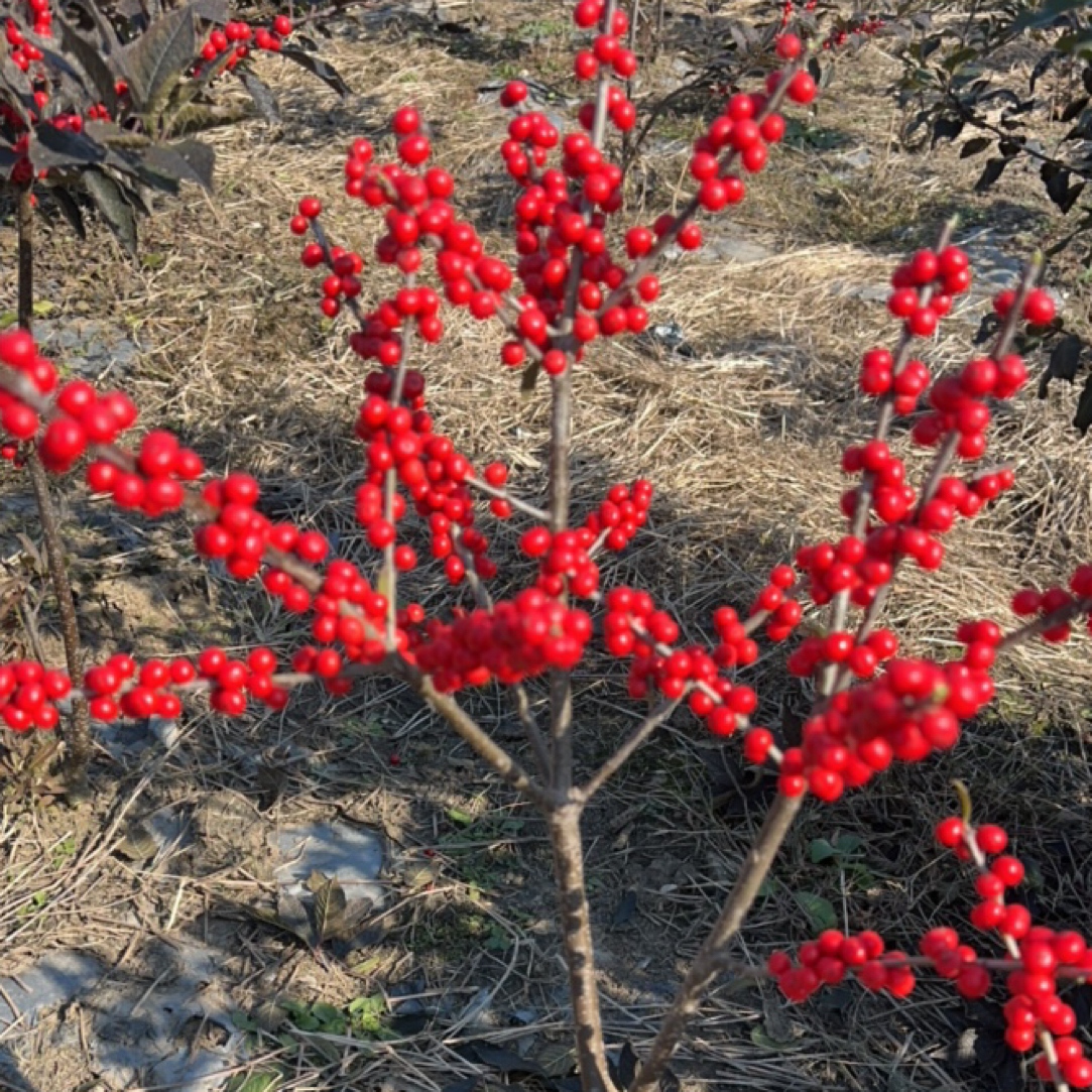 北美冬青 冬红果、年宵花  发财果  过年必备  盆栽地栽耐寒耐旱
