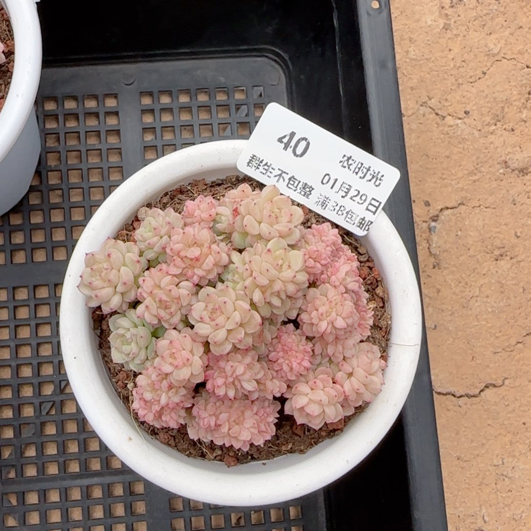 【闪购商品】0129-40麦杆缀化专拍