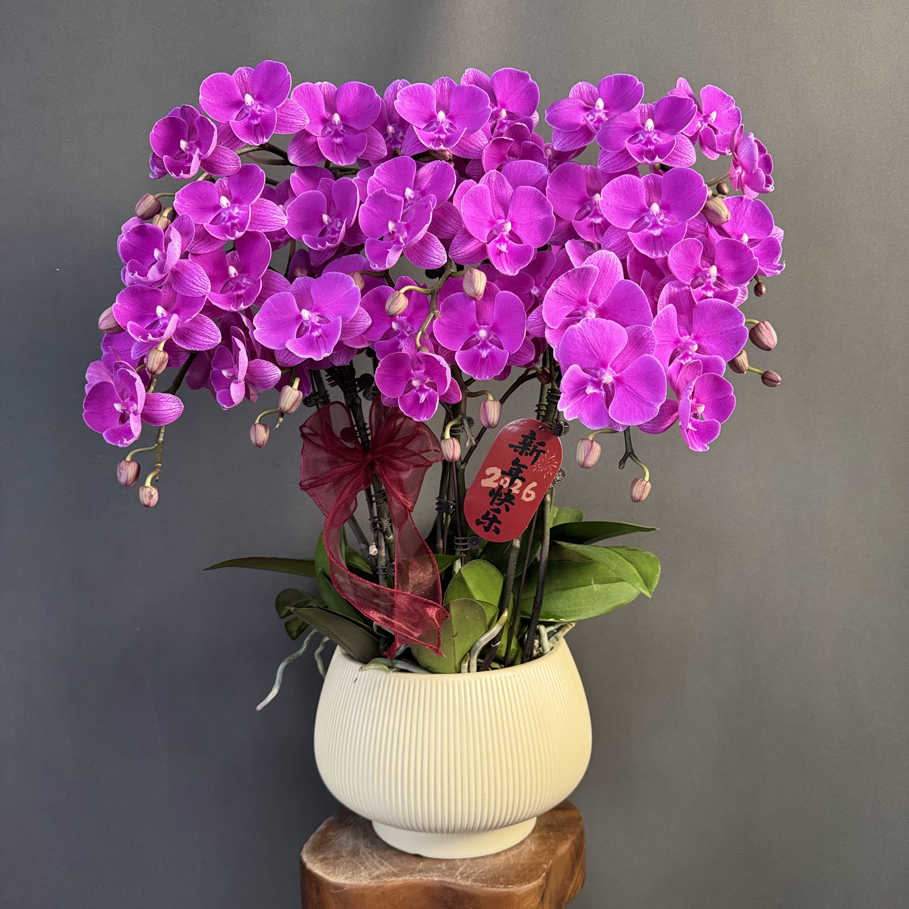 【红豆】红色系花花红红火火稀有花花 蝴蝶兰 室内花卉 耐开耐摆