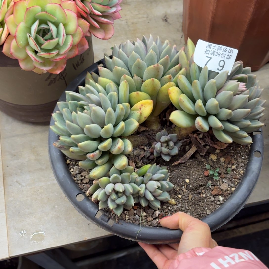 爱***尼黑大帅多肉79象牙