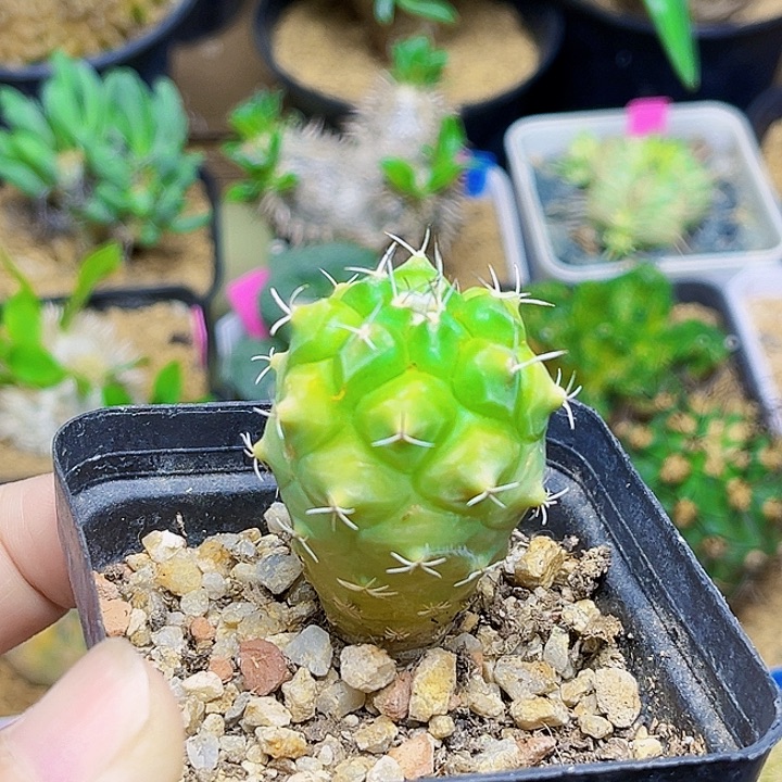 华丽玉锦实生球一颗