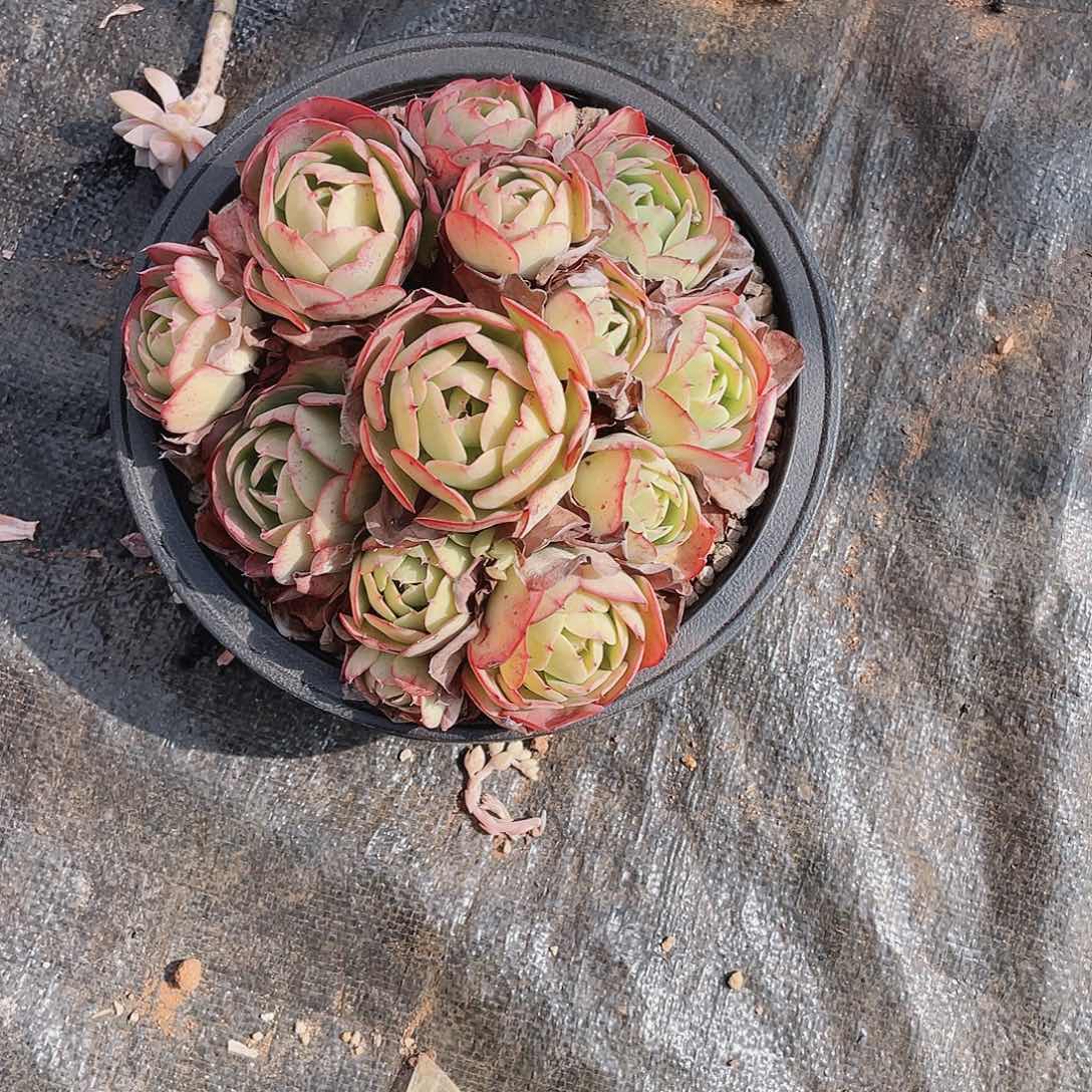 大群多肉包邮包邮包邮